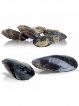 Mussels cleaner on feets, 18 kg, production 250 kg/h.